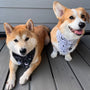 Black/White Reversible Pet Bandana