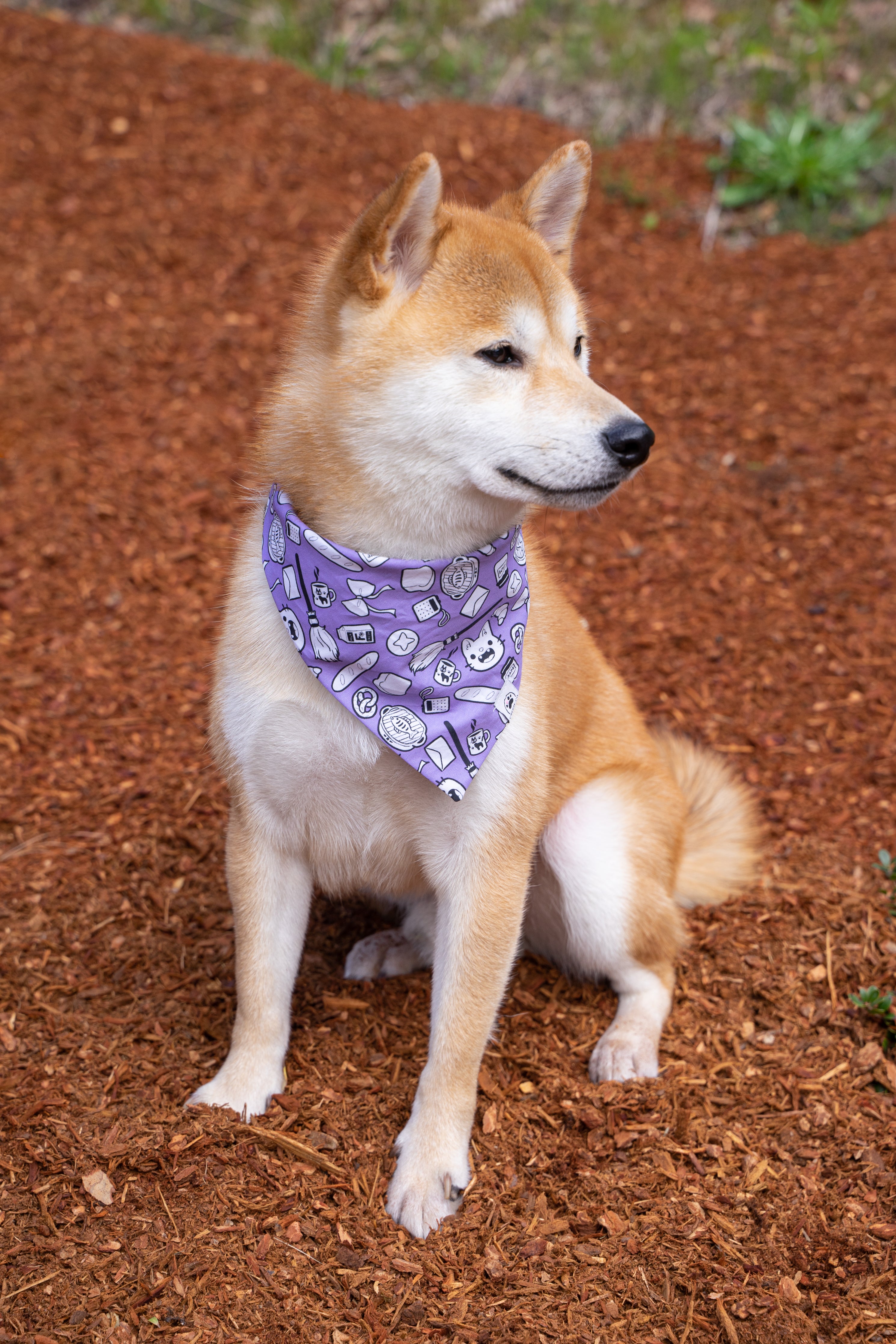 Magical Delivery Adventure Anime Dog &amp; Cat Bandana