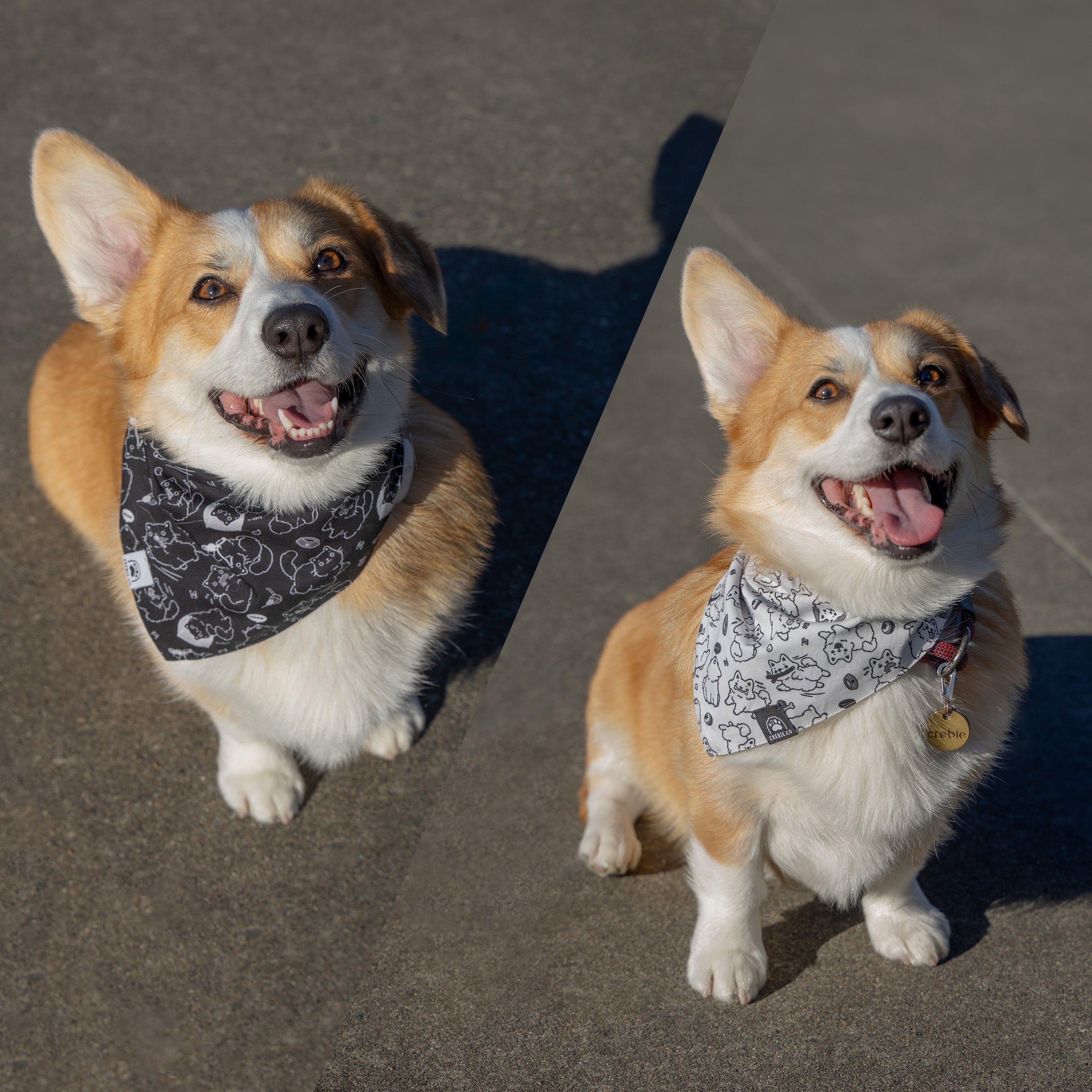 Black/White Reversible Pet Bandana