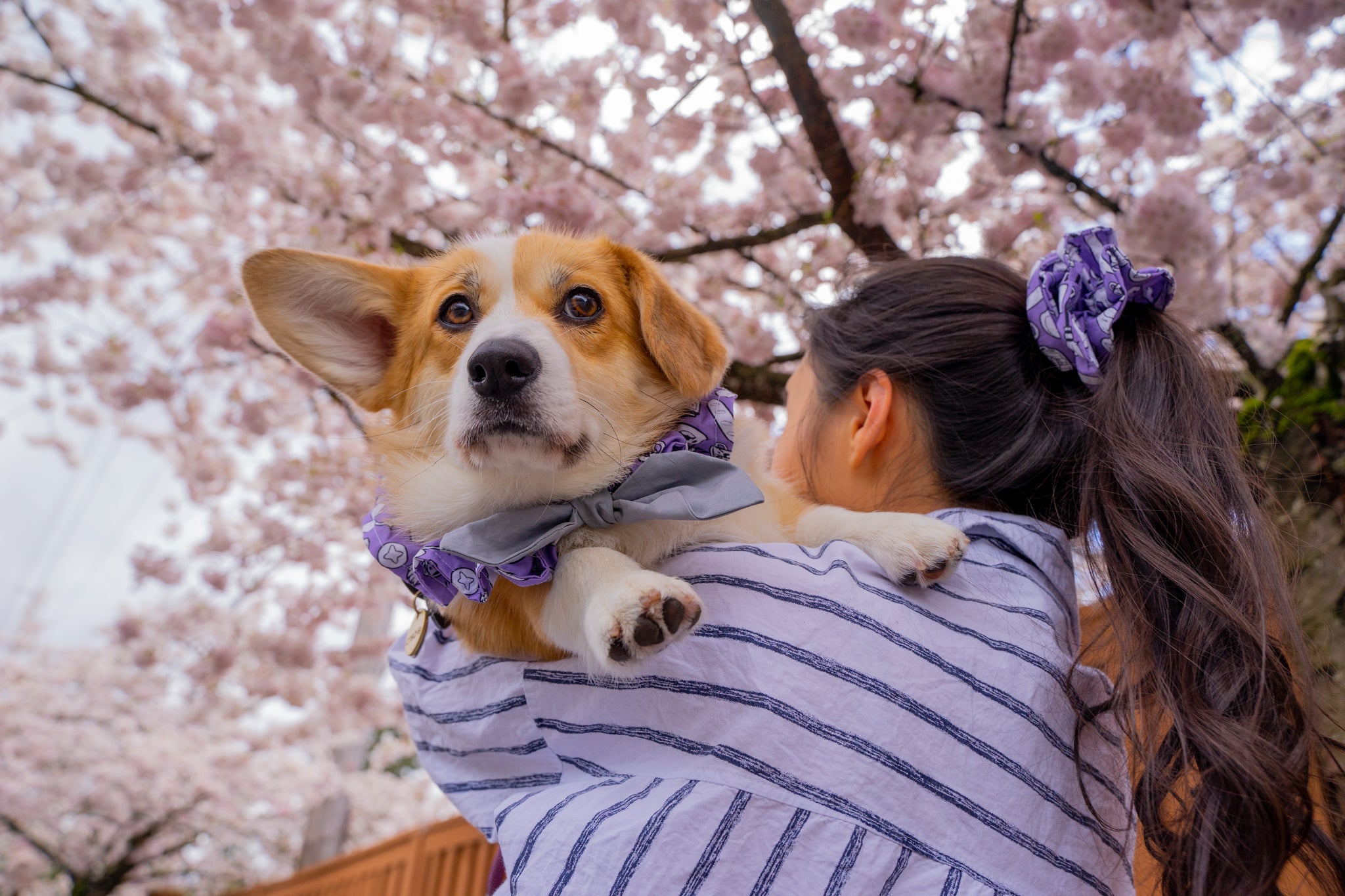 Magical Delivery Adventure Anime Dog &amp; Cat Scarf