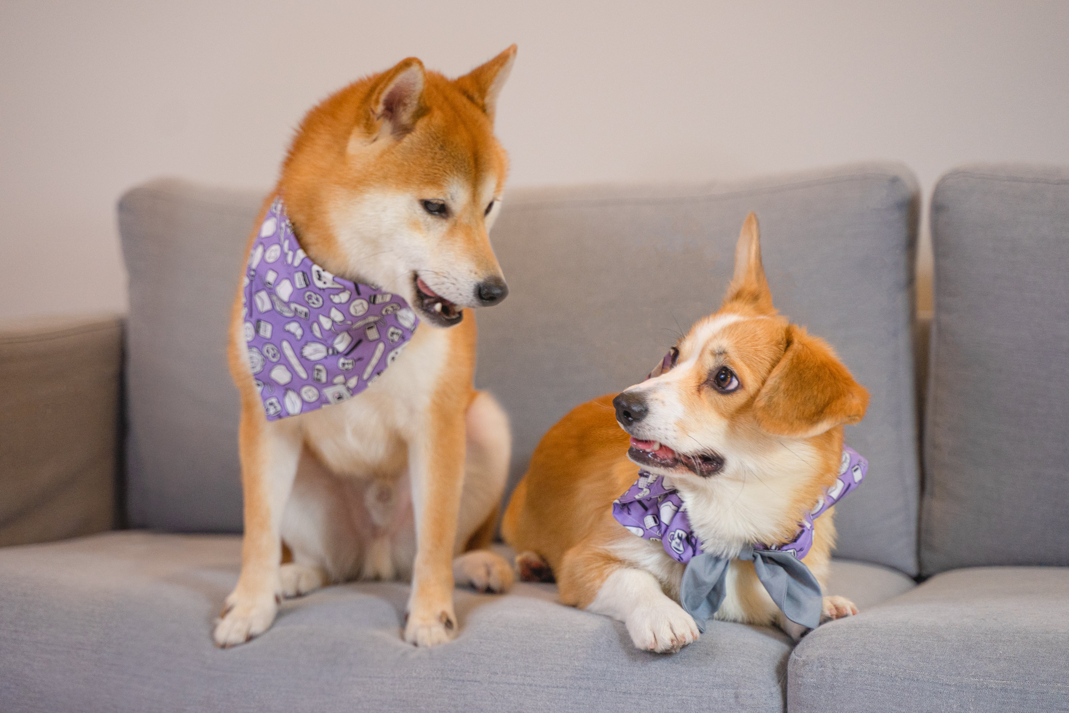 Magical Delivery Adventure Anime Dog &amp; Cat Bandana