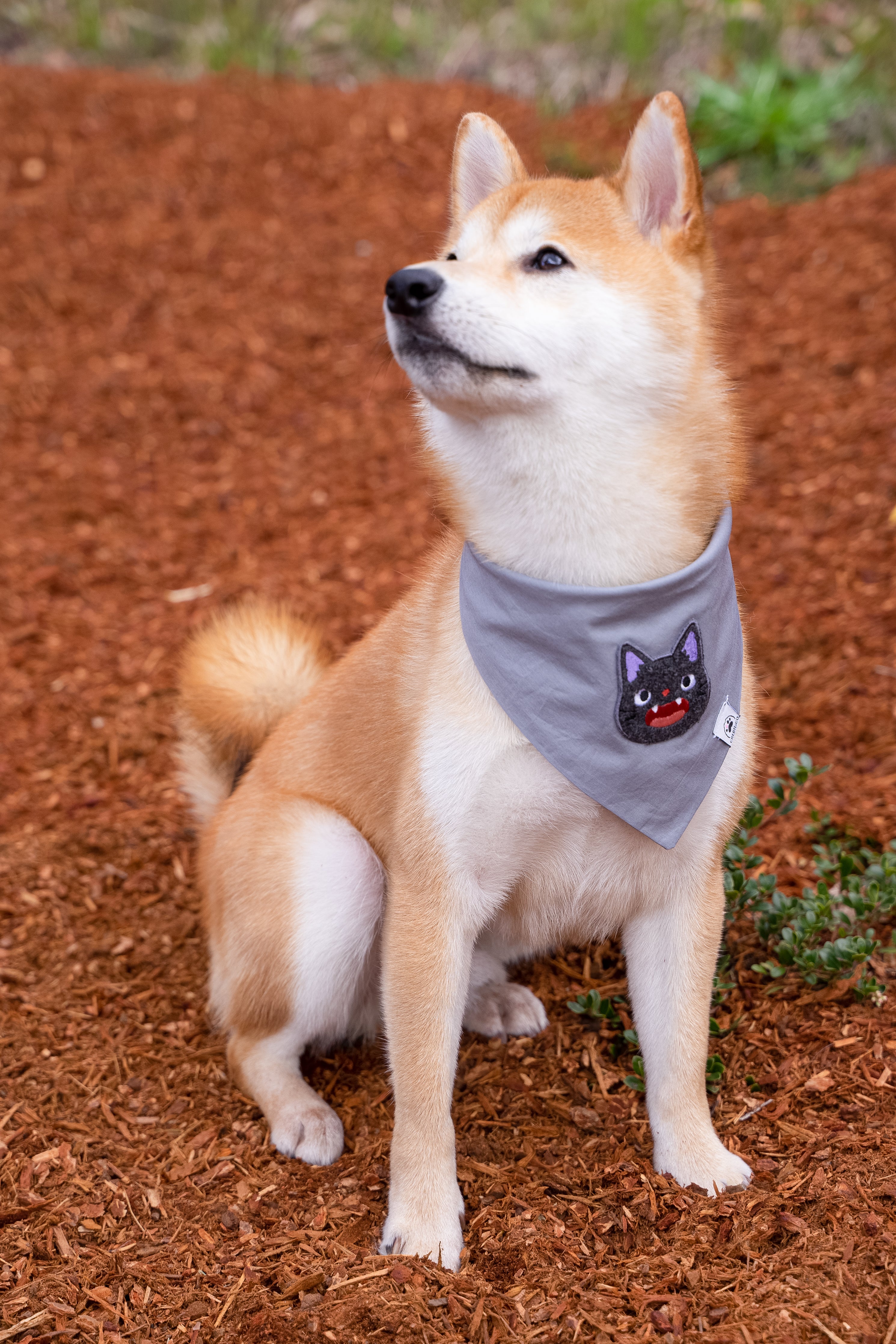 Magical Cat Anime Dog &amp; Cat Bandana